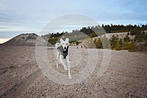 White dog and black dog, purebred Saluki sighthound or gazehound, free in the nature with their owner, person walking. A Persian