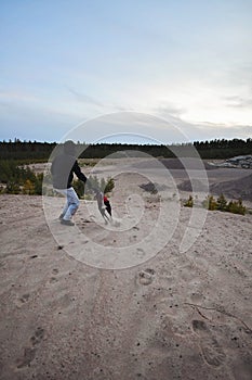 White dog and black dog, purebred Saluki sighthound or gazehound, free in the nature with their owner, person walking. A Persian