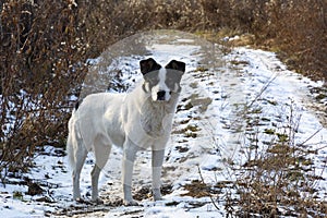 White dog with black ears in winter on the road with snow and bushes on the roadsides