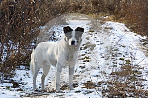 White dog with black ears in winter on the road with snow and bushes on the roadsides photo