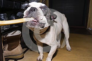 A white dog with black spots is enthusiastically gnawing a bone.