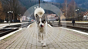 White dog with black spots. playful and hungry dog on a suburban train station amid railroad tracks and a parapet of the station,