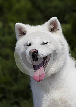 white dog breed japanese akita inu