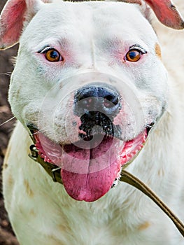 White dog breed pitbull close-up. Dog trustingly looks in eye