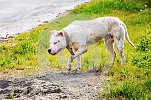 White dog breed pitbull is looking for booty_