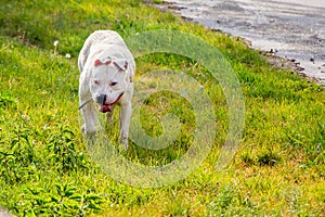 White dog breed pitbull running in field on the grass while wal
