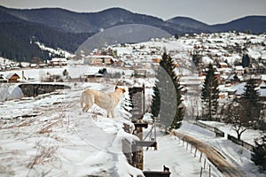 White dog on the brige