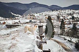 White dog on the brige photo