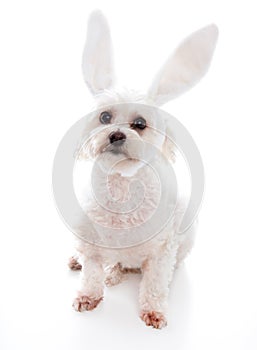 White dog with bunny ears