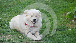 White dog with a butterfly on the neck