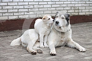 White dog cao. CAO puppy