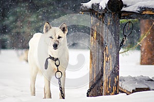 White dog on a chain in winter