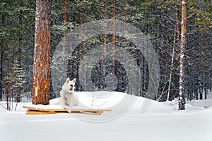 White dog on a chain in winter