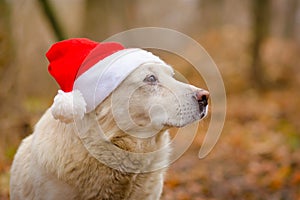 White dog in the christmas hat