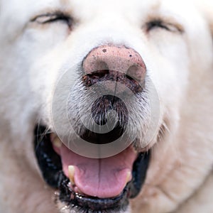 White dog with closed eyes and an opened mouth