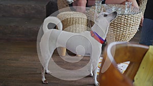 A white dog in a collar looks at a passerby in a cafe with interest. Slow motion