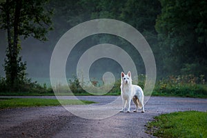 A white dog on a country road with mist