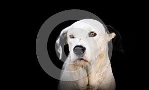 White dog, dalmatian, in black and white, portrait, sitting and looking