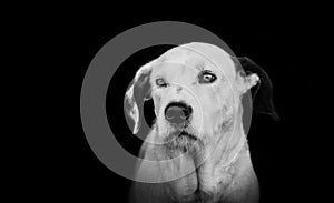 White dog, dalmatian, in black and white, portrait, sitting and looking