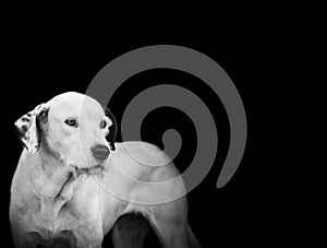 White dog, dalmatian, in black and white, portrait, sitting and looking