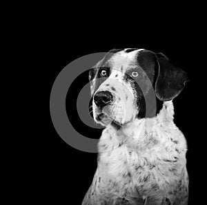 White dog, dalmatian, in black and white, portrait, sitting and looking