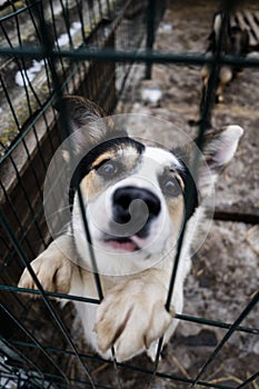 White dog with dark eyes looks into the frame through the bars of cage