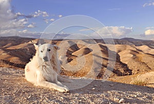 White dog in desert