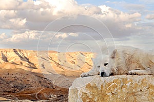 White dog in desert