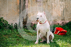 White Dog Of Dogo Argentino Also Known As The Argentine Mastiff