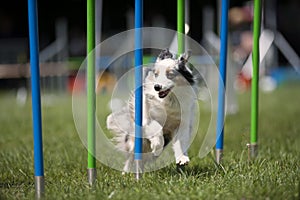 White dog doing slalom on agility course