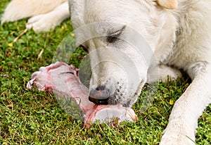 White dog eating big raw bone on the grass field