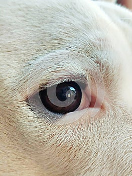 White dog eye in focus photo