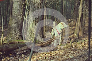 White dog in the forest on a sunny afternoon