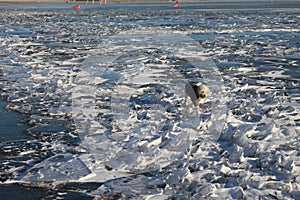 White dog on frozen lake Neusiedl, Neusiedler See