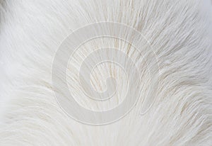 White dog fur