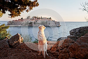 A white dog gazes out at a historic island village across the sea during golden hour