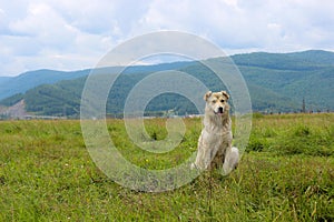 A white dog on the grass
