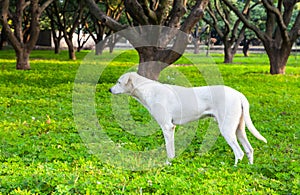 Bianco il cane giardino 