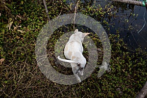 White dog on grass near water.