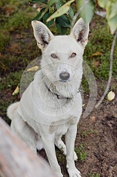 White dog guarding