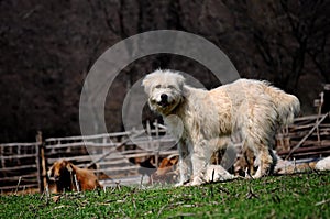 White dog guarding sheep