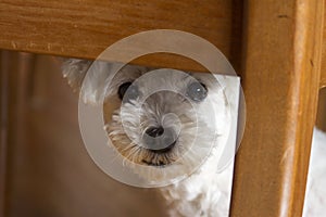 White dog hiding under chair