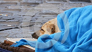 The white dog of homeless person, covered with a blue blanket, lies on the street. A stray dog, covered with a veil