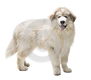 White Dog Husky Puppy, Whelp Isolated over White Background