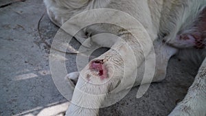 White dog in India with pink wound on front legs infected with fleas. Veterinary care needed urgently