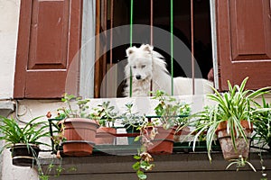 White dog at an Italian balcony