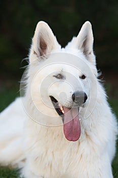 a white dog with its tongue out in the air, sitting on some grass