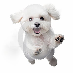Funny Bichon Frise Leaping In The Air - White Background photo