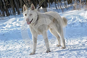 Bianco il cane sul la neve 