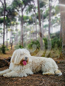 White dog laying in the woods with pine trees in the background photo